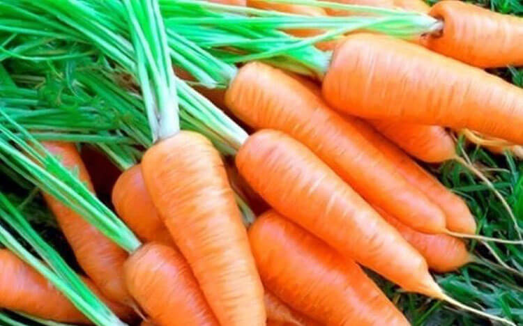 Cà rốt chứa nhiều chất xơ hòa tan FOS