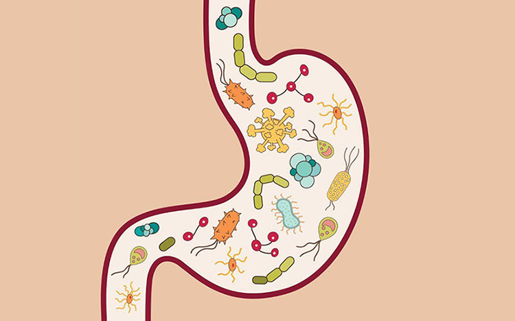 Prebiotic giúp cân bằng hệ vi khuẩn đường ruột